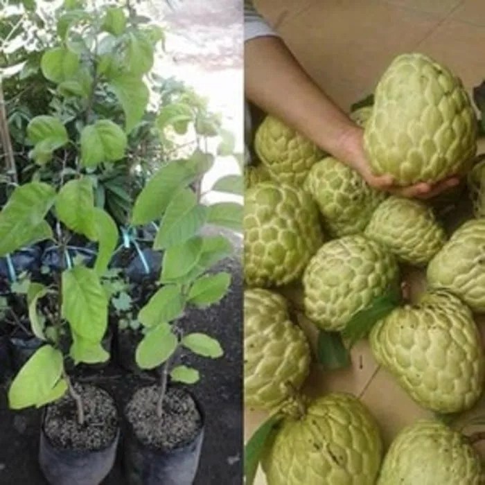 Bibit tanaman buah srikaya jumbo madu