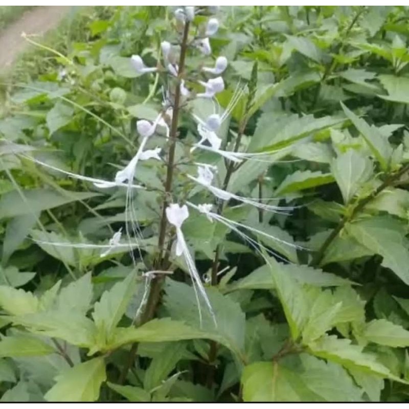 

daun kumis kucing segar herbal