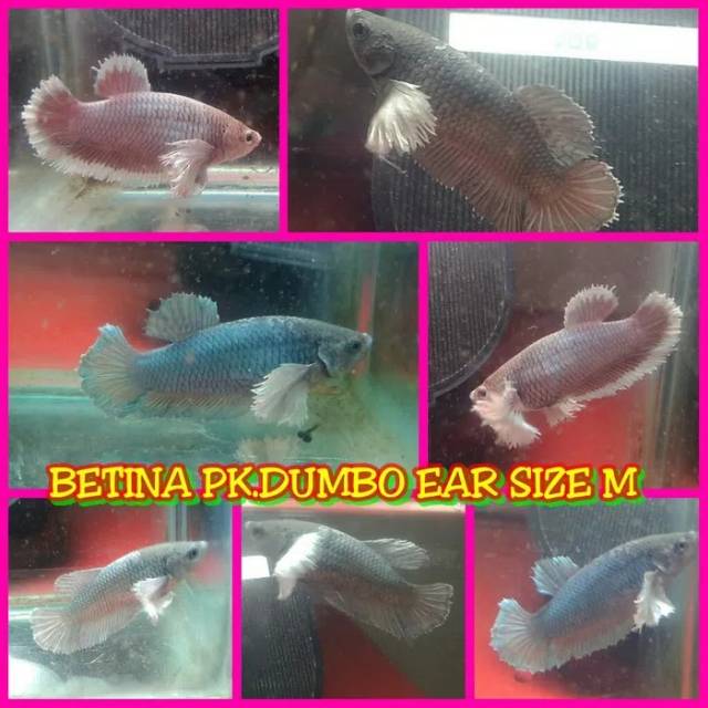 Jual cupang betina pk dumbo ear