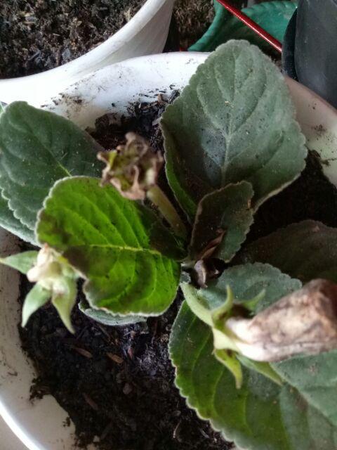 Tanaman Hias - Bibit Bunga Gloxinia