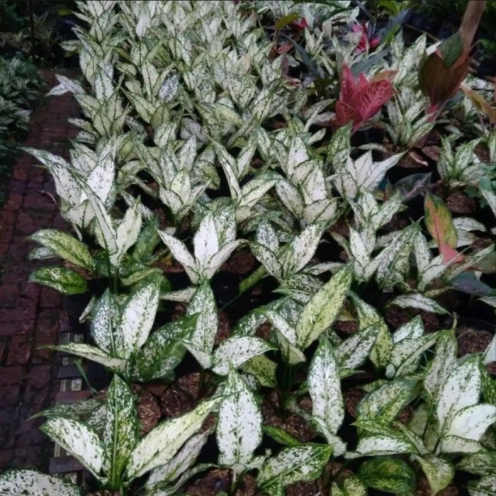 PROMO!! Tanaman Hias Aglonema Snow White - Tanaman Hias Indoor Murah