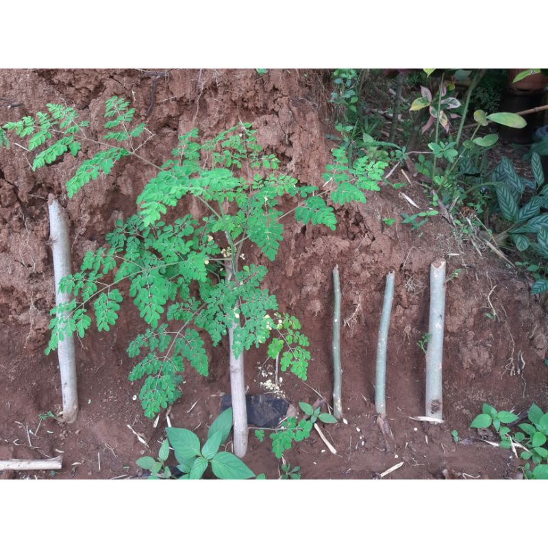 

BIBIT DAUN KELOR || BATANG DAUN KELOR || DAUN KELOR LANGSUNG TANCAP TANAH