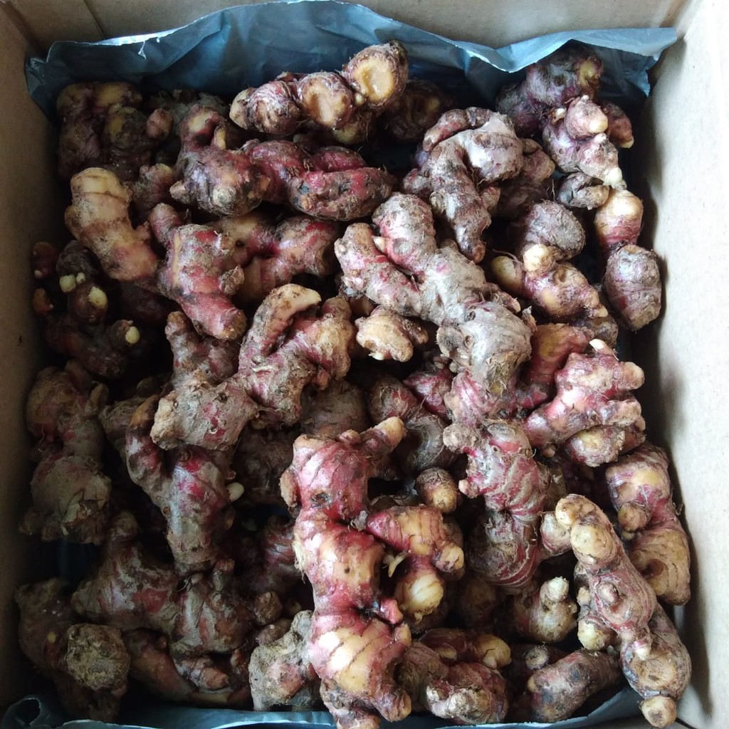 

jahe merah (perkiola)