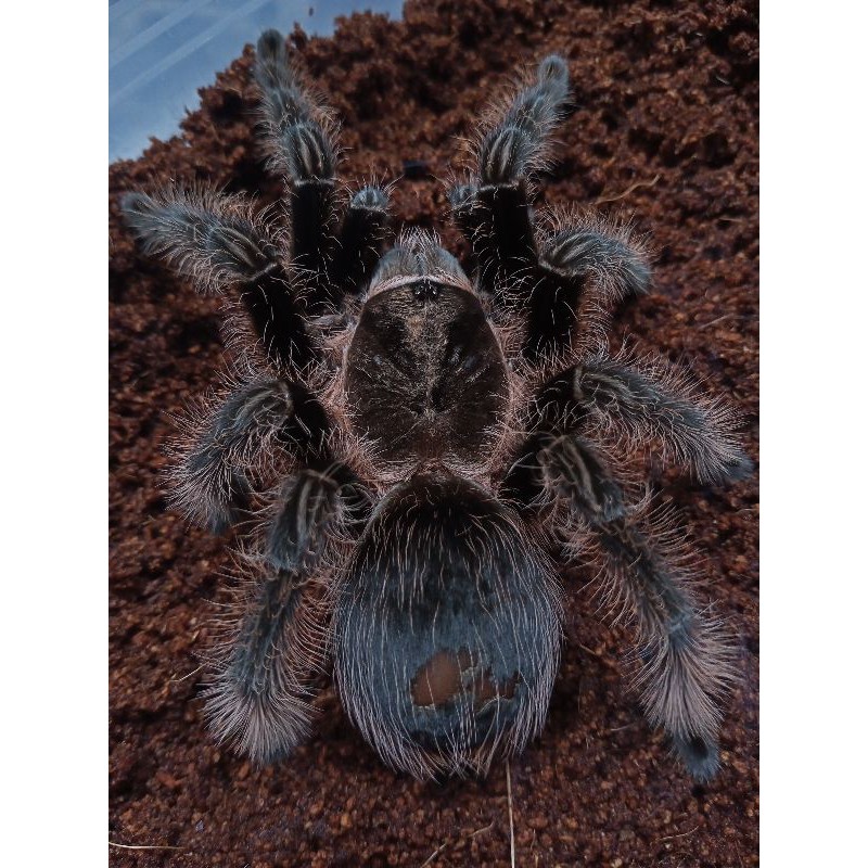 Kartu Gambar Tarantula Brachypelma Albopilosum / Tliltocatl Albopilosus
