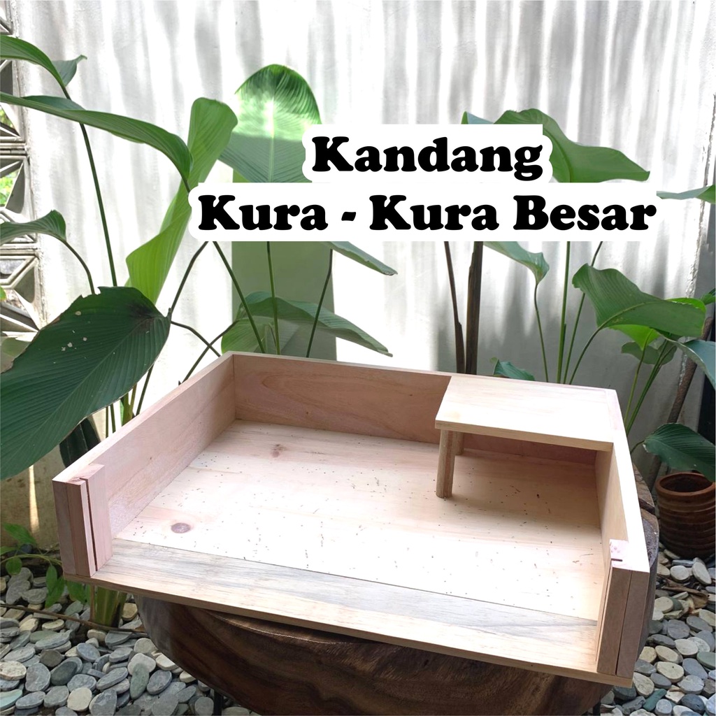 Torto Table KANDANG KURA KURA BOX KURA KURA DARAT SULCATA Cherry Head