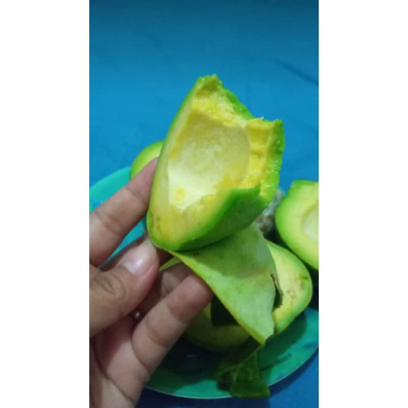 

alpukat mentega super