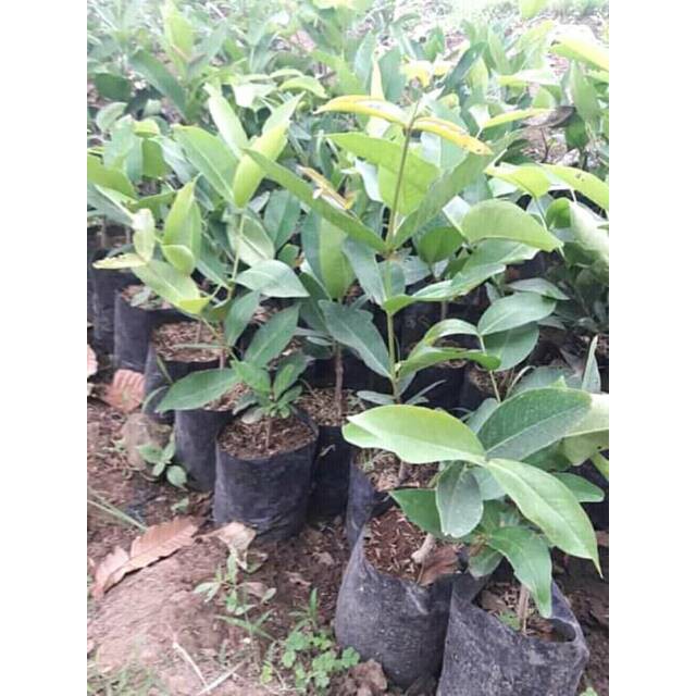 Bibit buah jambu air super green