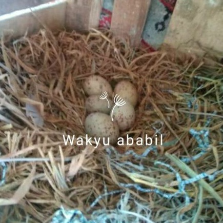 61 Gambar Burung Ababil Yang Asli HD