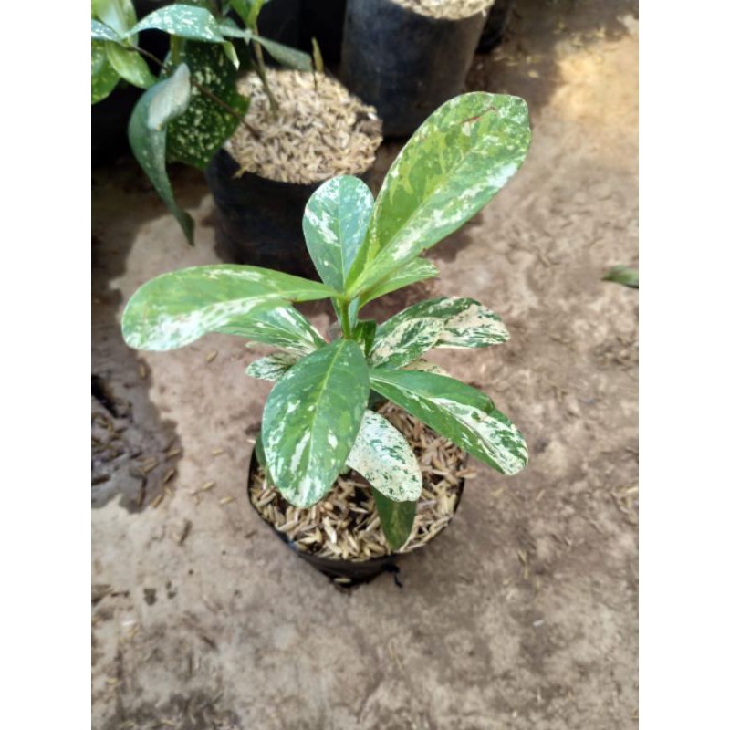 tanaman hias asoka variegata