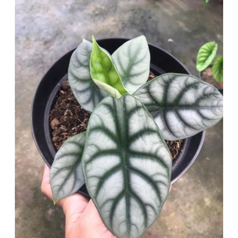 tanaman hias/alocasia/alocasia dragon silver/alocasia murah
