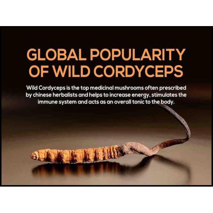 

ZANE FINEST CORDYCEPS TEA SUPER AMPUH !