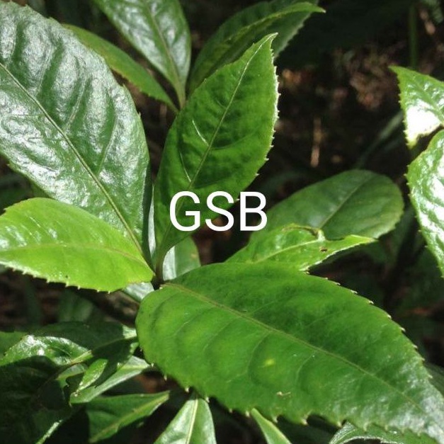 

Daun karas tulang segar 1 kg petik langsung