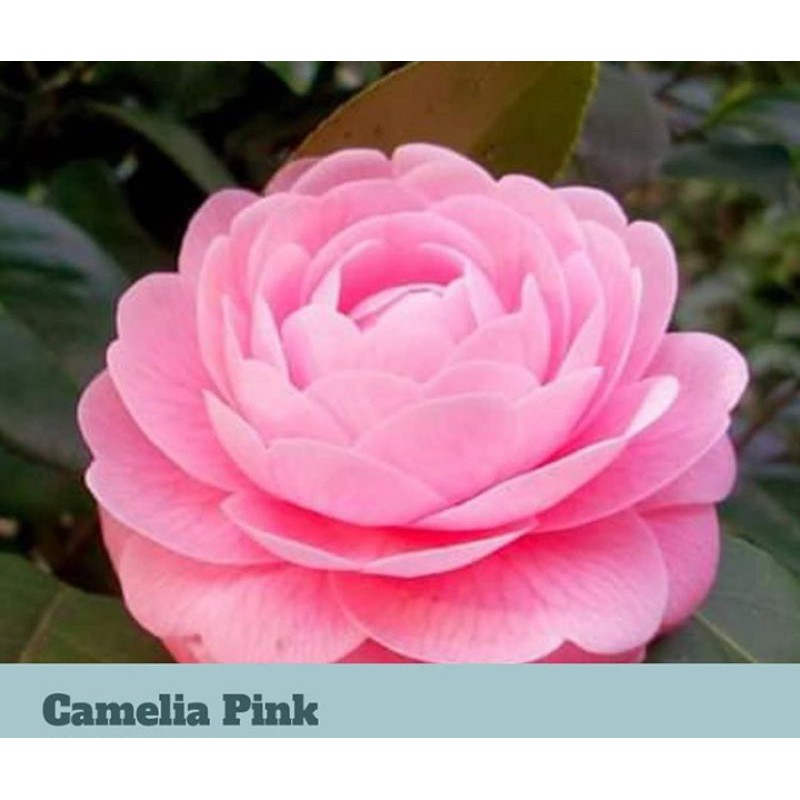 Bibit Bunga Camelia Mulai Berbunga / Tanamna bunga camelia /Tanaman