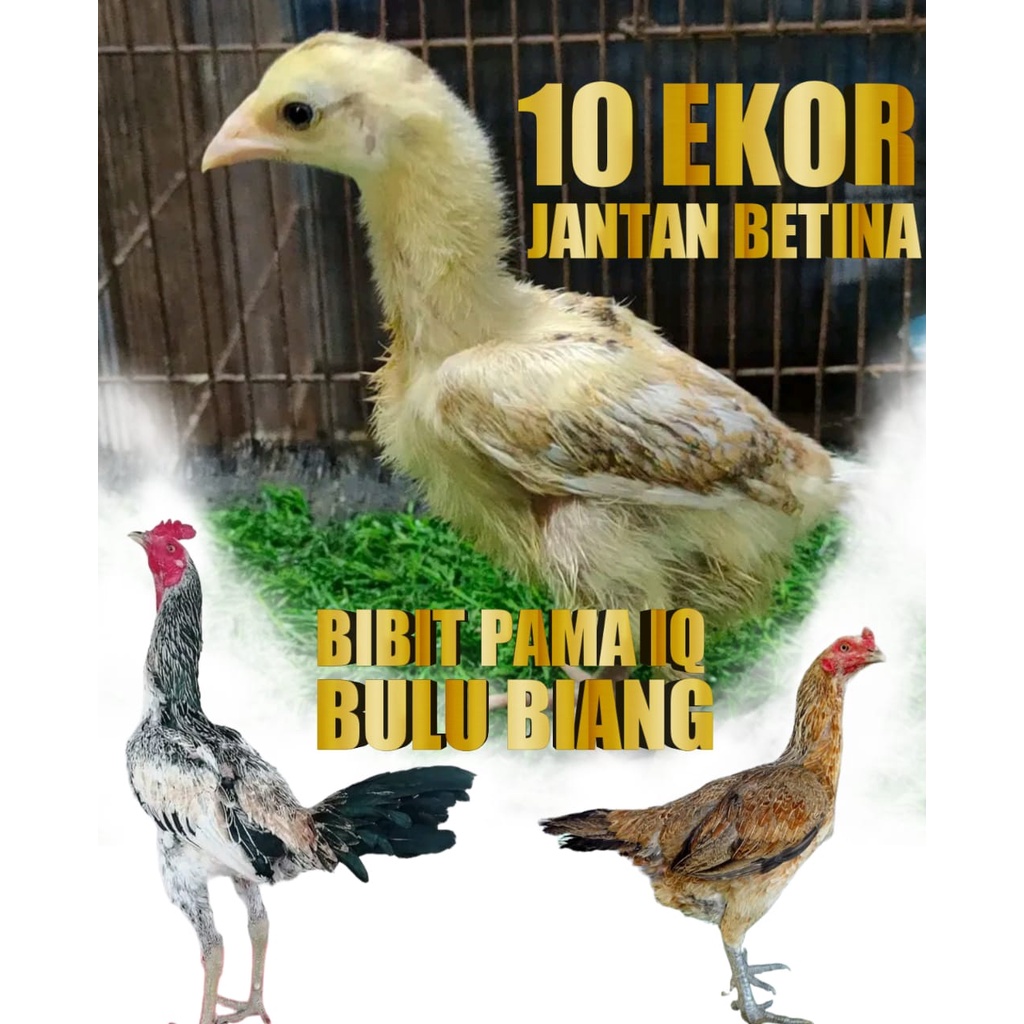 ayam bangkok super pama bibit bulu biang asli jalak