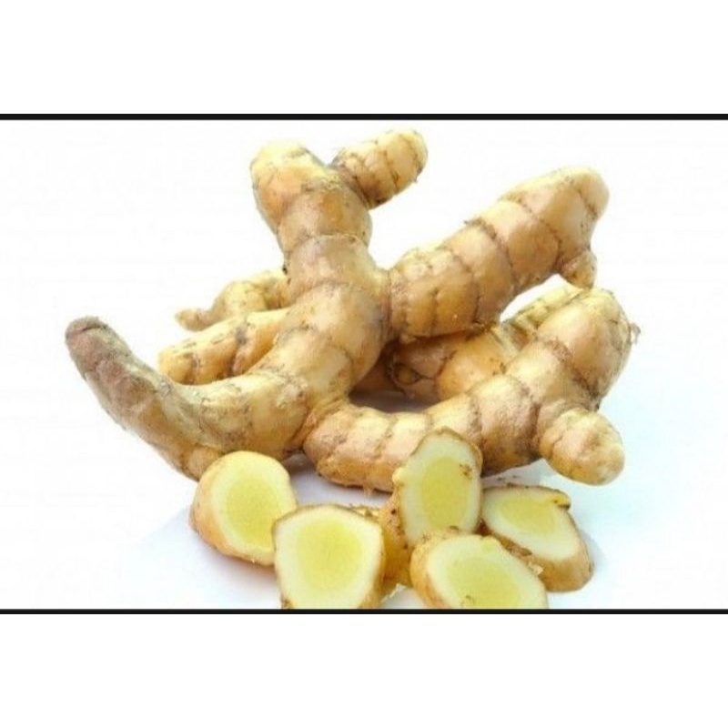 

Temulawak Putih/ Kunyit Putih Segar