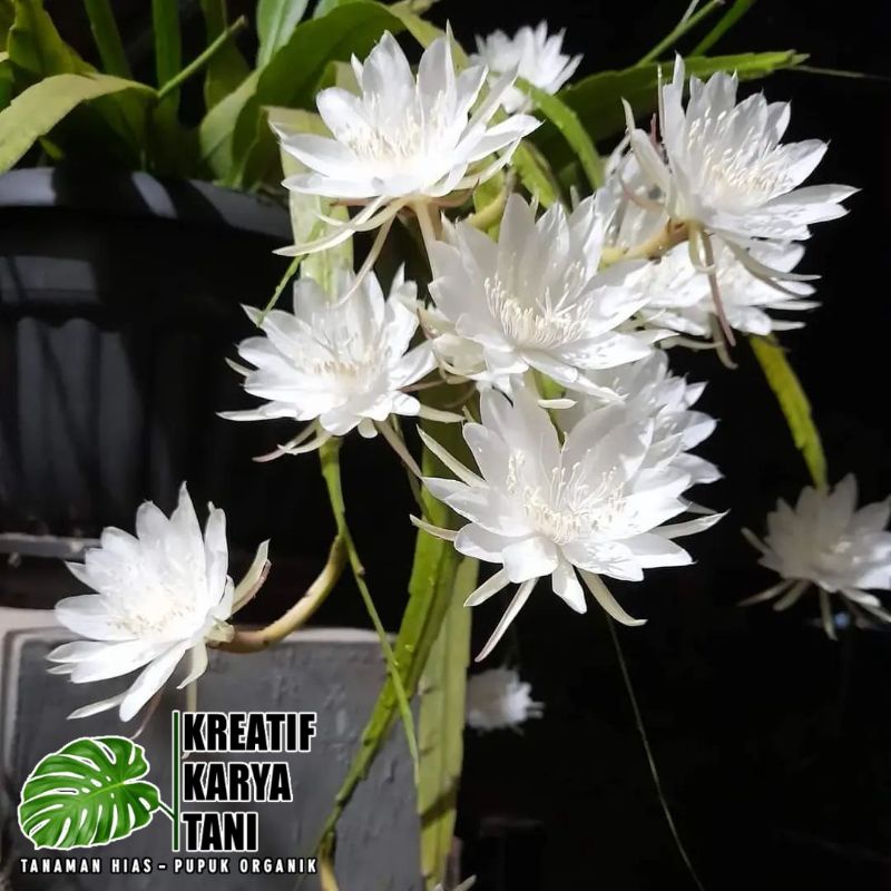 Bunga wijaya kusuma - Wijaya Kusuma