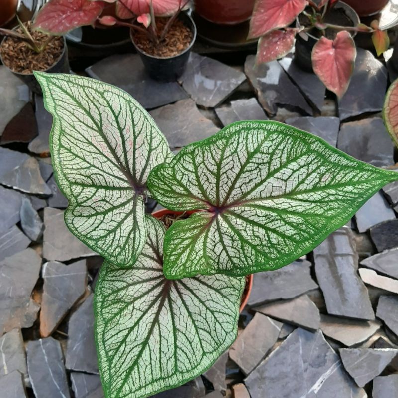COD TANAMAN HIAS CALADIUM SRIKANDI BIBIT / KELADI SRIKANDI BIBIT