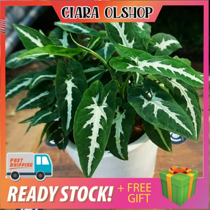 Tanaman Hias Keladi Tikus / Tanaman Hias / Keladi