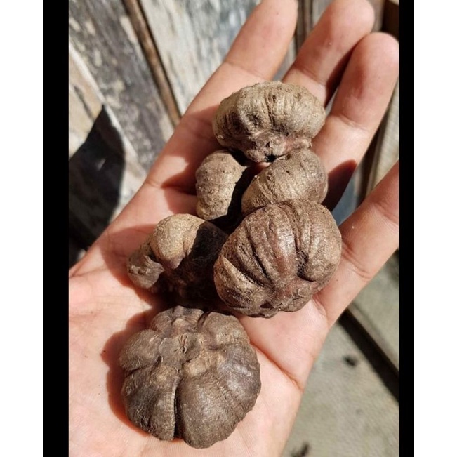 Katak porang berkwalitas dari kebun sendiri