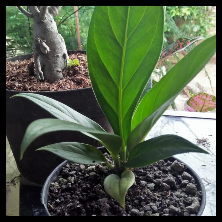 Tanaman Hias Anthurium Jenmani