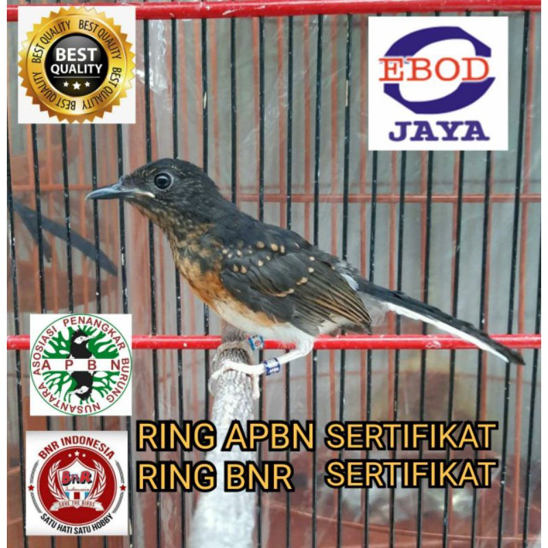 Harga Murai Batu Bahorok Terbaru September 2021 BigGo