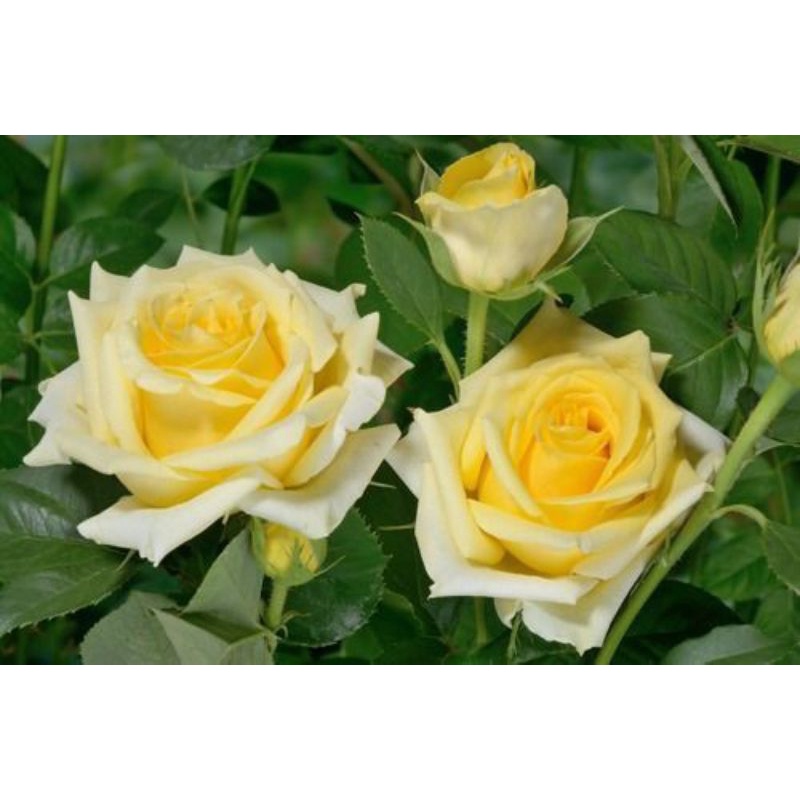 Bunga Mawar Holland KUNING MOHANA - Mawar Holland Murah - Tanaman hias