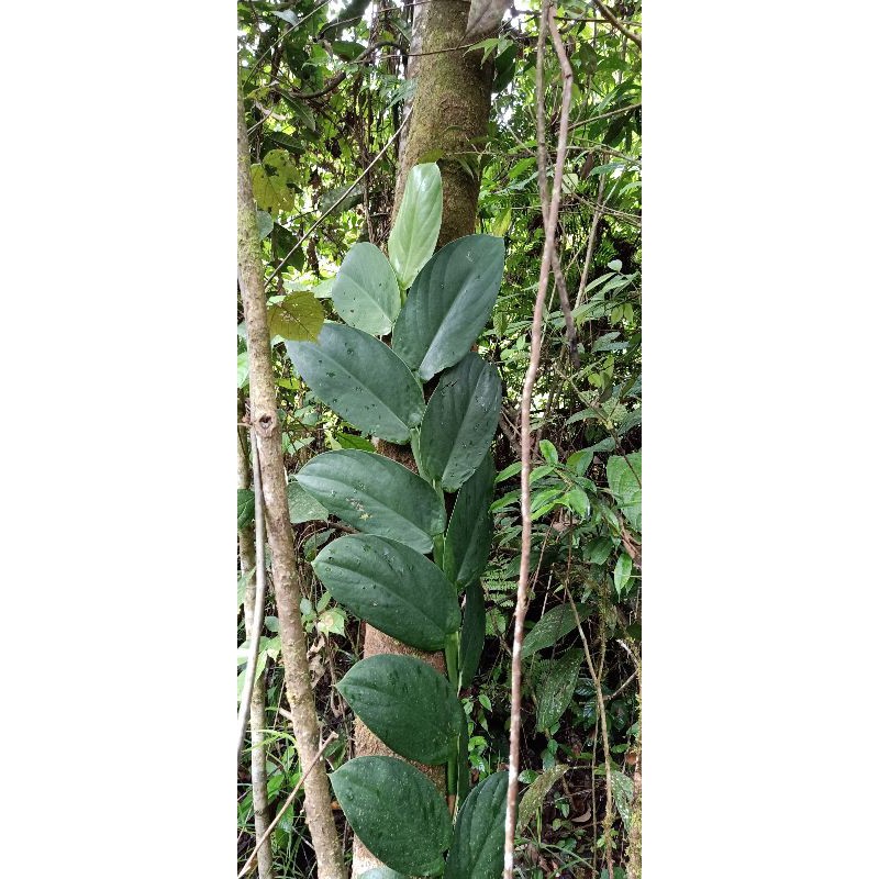 Tanaman Hias Rhaphidophora korthalsii# Tanaman Merambat Hutan# Tanaman Dollar