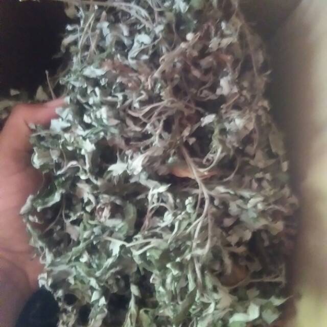 Daun baru cina kering