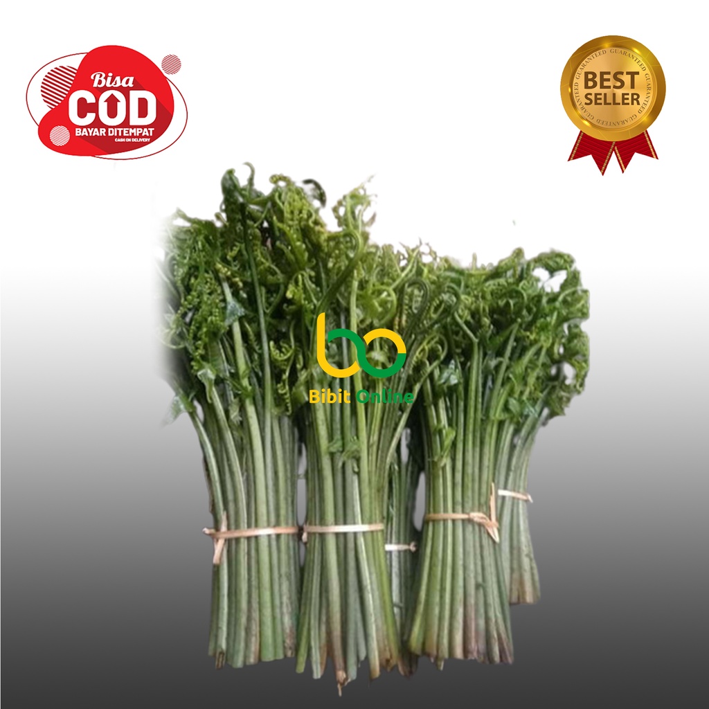 

PAKIS SAYUR SEGAR PER IKET 500 GRAM BIBIT ONLINE