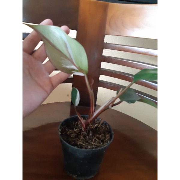 philodendron paketan ( white knight tricolor . janbol varigata mint )