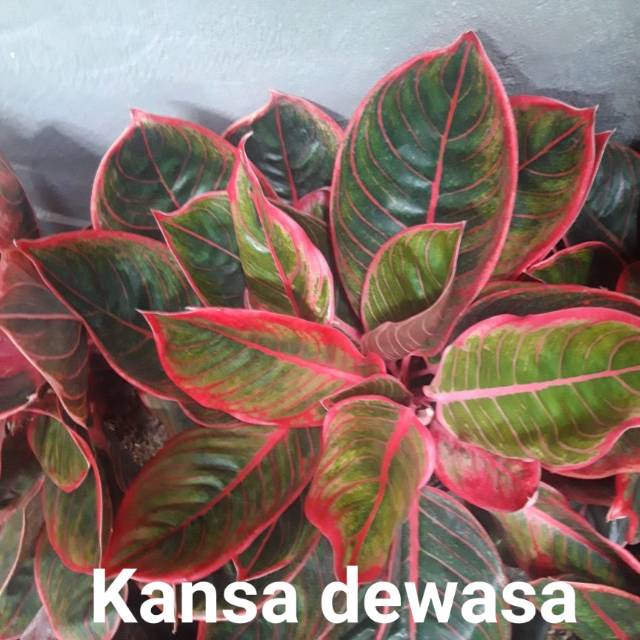 Aglonema kanza