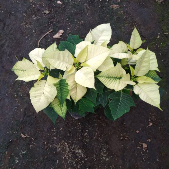 Kastuba putih -yusufflorra