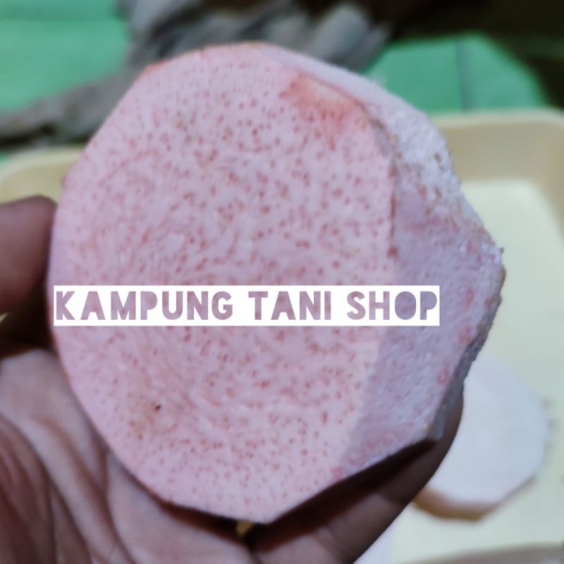 Talas Lompong Sayur Umbi Ungu-Pink