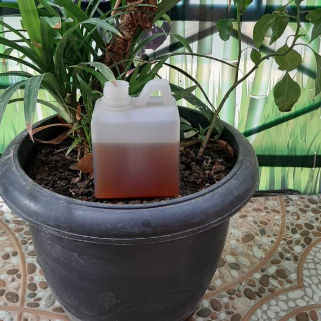 

Madu odeng badui asli 500 gram madu hutan badui murni jakarta