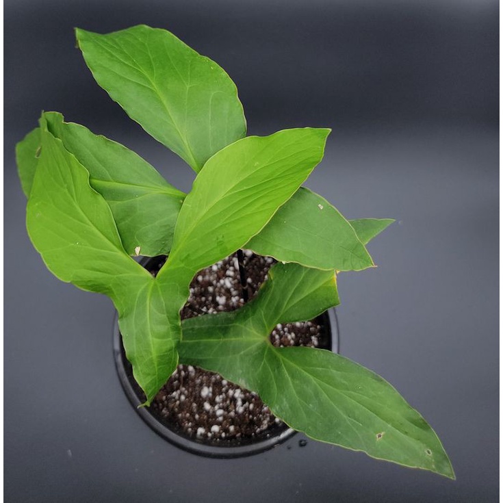 Cyrtosperma Hambalii