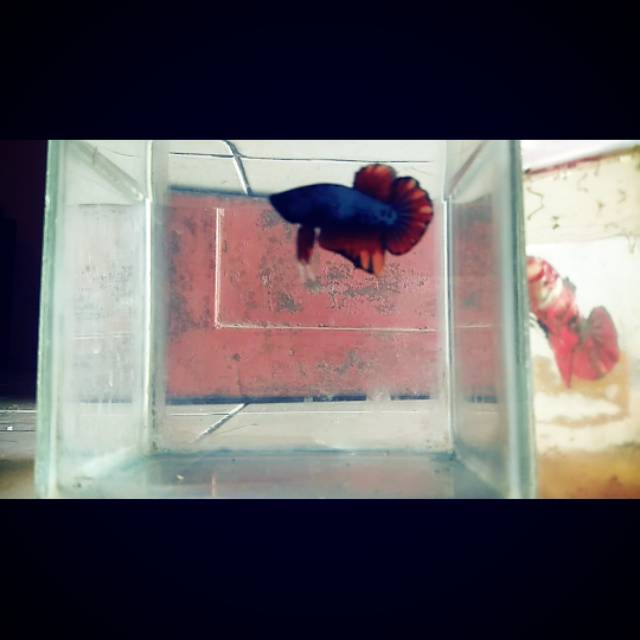 

Ikan cupang black fire