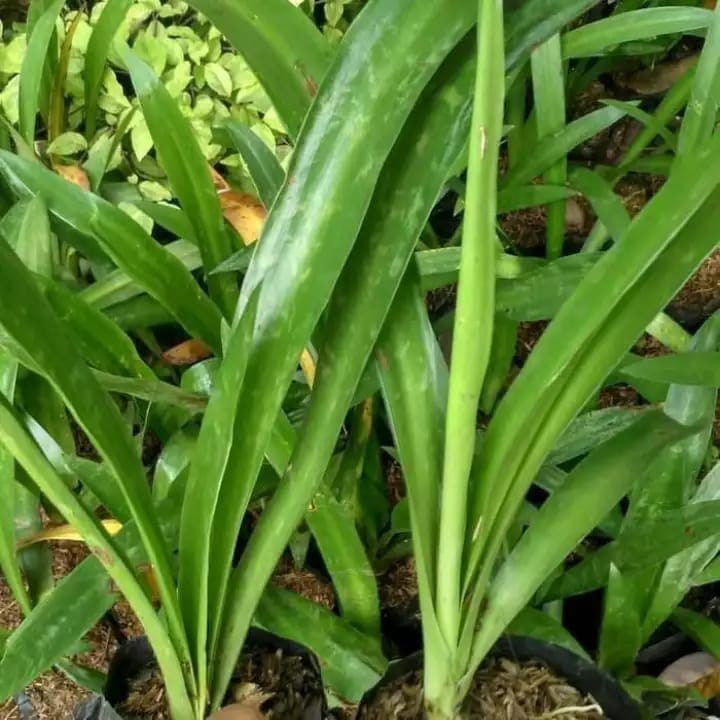 Afandi Flora tanaman bunga hias herbal Bakung lele