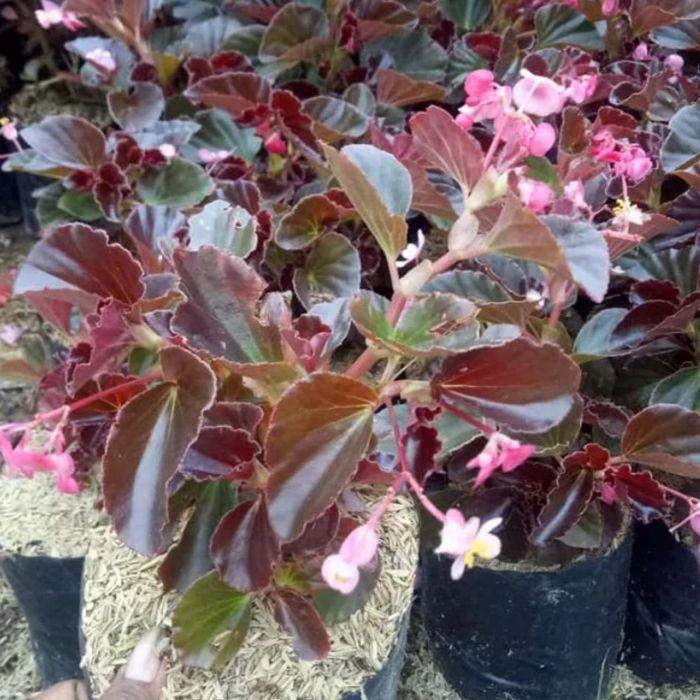 tanaman hias bunga begonia/tanaman pot gantung