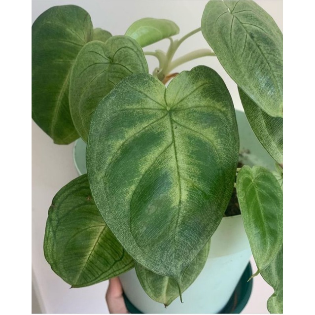 syngonium frosted heart (rare) #syngoniumfrosted #syngoniumfrosted #syngniunheart