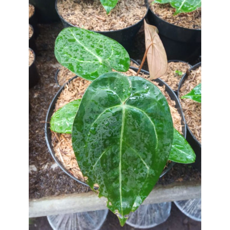 anthurium ace of spades