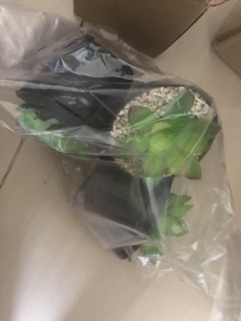  KAKTUS  MINI KAKTUS  LATEX BUNGA PLASTIK ARTIFICIAL DEKORASI 