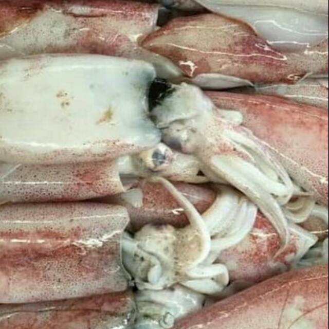 

Cumi-cumi Fresh 500 Gram sd.1 Kg (E.14)