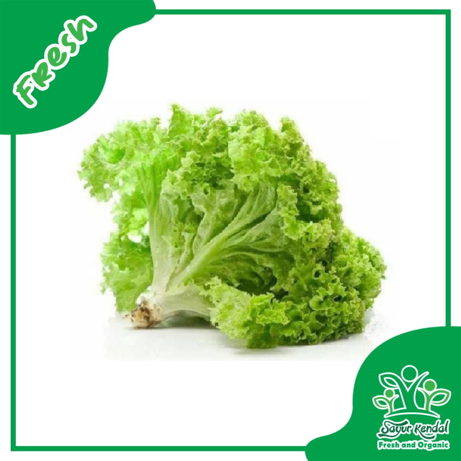 

Fresh Selada Keriting Segar Organik - SayurKendal