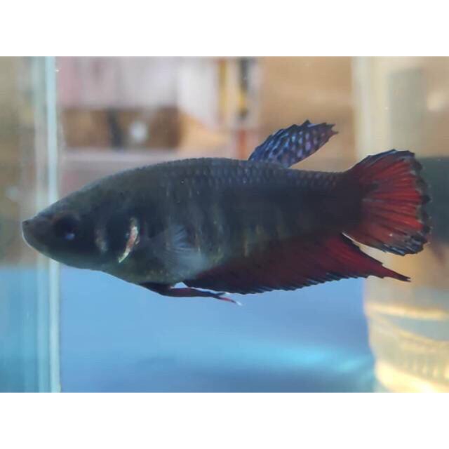 Cupang Bagan Female Siap Breed