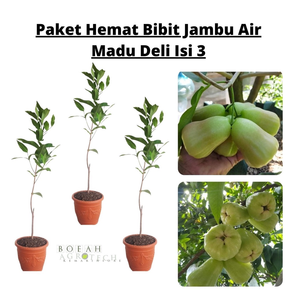 Paket Hemat Bibit Jambu Air Madu Deli Hijau Okulasi Isi 3 Bonus Bibit Strawberry+Polibag