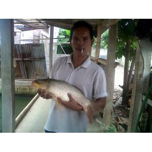 Essen Aquatic Umpan Ikan Mas Kilo Gebrus Harian