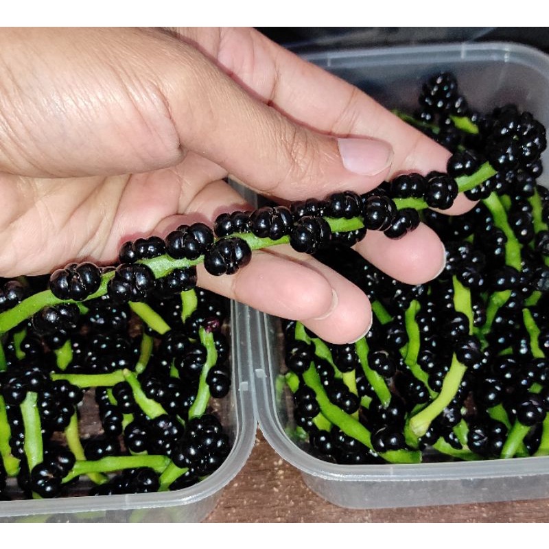 

Buah Angkung Segar / Teh Angkung Kering/ Obat Strok / Diabet /obat kolestetol / obat asam urat / buat pelangsing