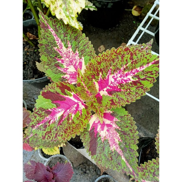 miana id batik betawi