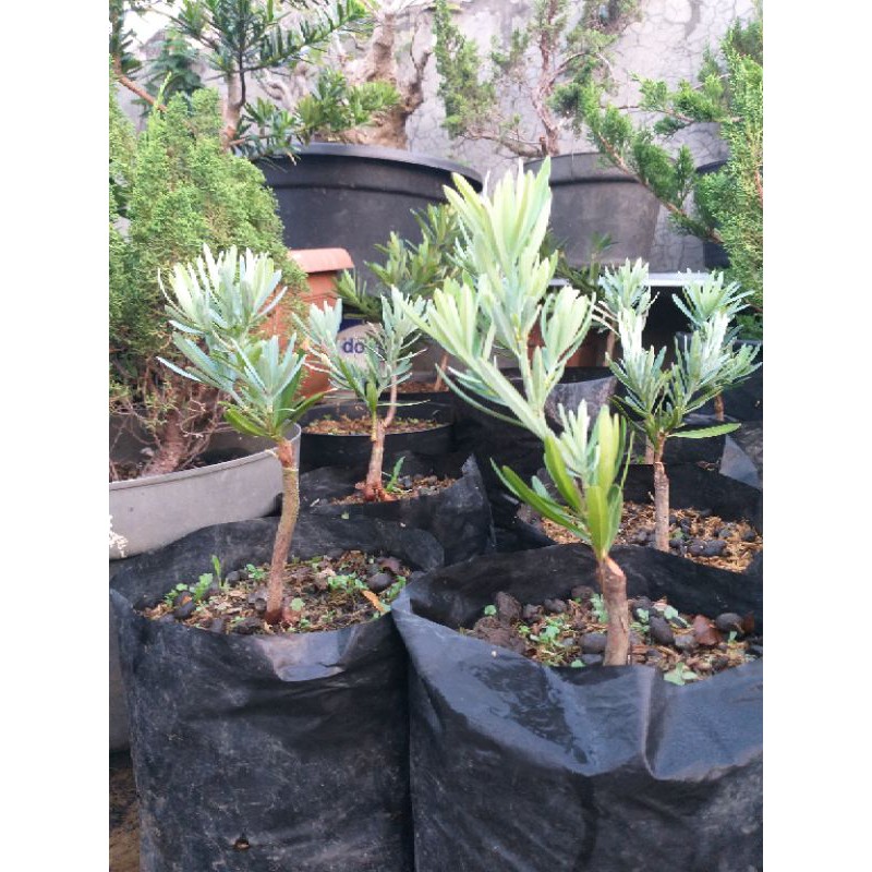 Bibit Lohansung Blue Ice