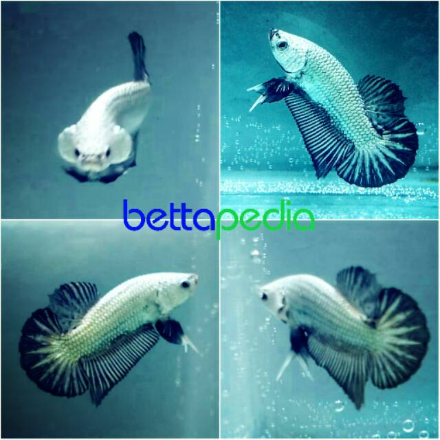 Ikan Cupang Plakat Black Dragon Shopee Indonesia